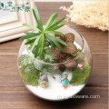 กระจก Terrarium สำหรับ Succulents